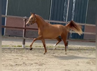 KWPN, Giumenta, 3 Anni, 160 cm, Sauro