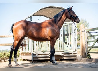KWPN, Giumenta, 3 Anni, 161 cm, Baio scuro