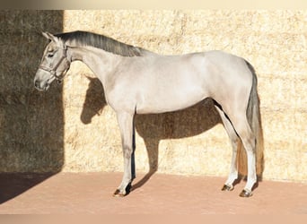 KWPN, Giumenta, 3 Anni, 161 cm, Grigio