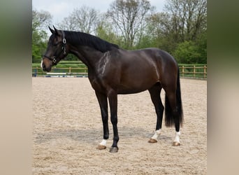 KWPN, Giumenta, 3 Anni, 162 cm, Baio