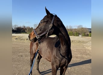 KWPN, Giumenta, 3 Anni, 162 cm