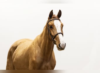 KWPN, Giumenta, 3 Anni, 162 cm