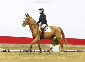 KWPN, Giumenta, 3 Anni, 162 cm