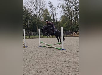 KWPN, Giumenta, 3 Anni, 162 cm, Morello