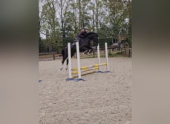 KWPN, Giumenta, 3 Anni, 162 cm, Morello