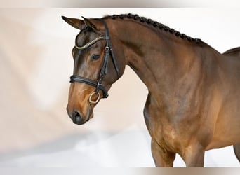 KWPN, Giumenta, 3 Anni, 163 cm, Baio