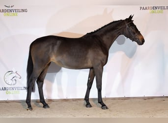 KWPN, Giumenta, 3 Anni, 163 cm, Baio scuro