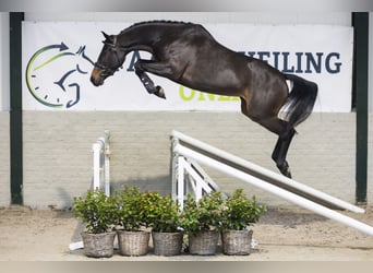 KWPN, Giumenta, 3 Anni, 163 cm, Baio scuro