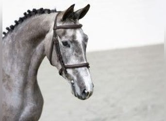 KWPN, Giumenta, 3 Anni, 163 cm, Grigio