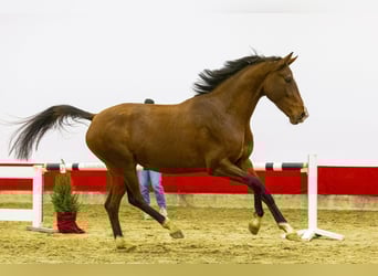 KWPN, Giumenta, 3 Anni, 164 cm, Baio