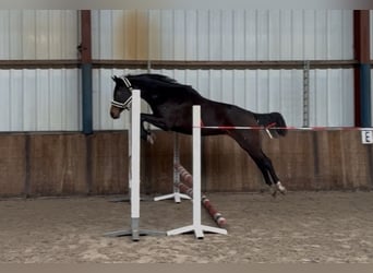 KWPN, Giumenta, 3 Anni, 164 cm, Baio scuro