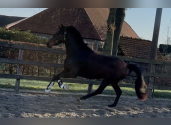 KWPN, Giumenta, 3 Anni, 164 cm, Baio scuro