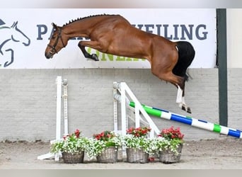 KWPN, Giumenta, 3 Anni, 164 cm