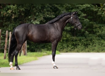 KWPN, Giumenta, 3 Anni, 164 cm, Morello