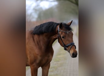 KWPN, Giumenta, 3 Anni, 165 cm, Baio