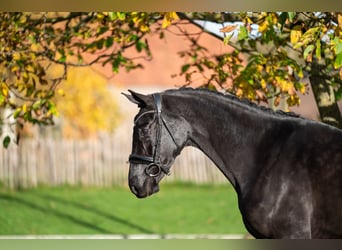KWPN, Giumenta, 3 Anni, 165 cm, Baio nero