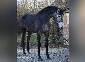 KWPN, Giumenta, 3 Anni, 165 cm, Grigio ferro