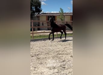 KWPN, Giumenta, 3 Anni, 165 cm, Morello