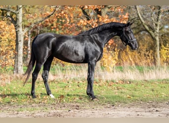 KWPN, Giumenta, 3 Anni, 165 cm, Morello