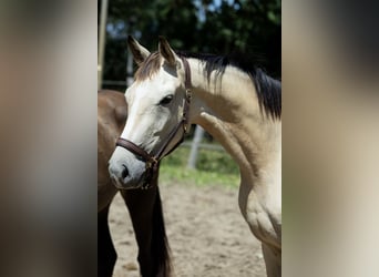 KWPN, Giumenta, 3 Anni, 165 cm, Pelle di daino