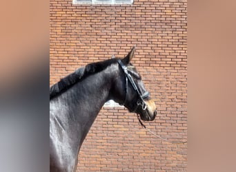 KWPN, Giumenta, 3 Anni, 166 cm, Baio nero