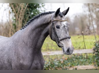 KWPN, Giumenta, 3 Anni, 166 cm