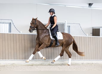 KWPN, Giumenta, 3 Anni, 166 cm, Sauro