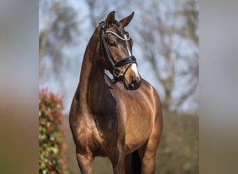 KWPN, Giumenta, 3 Anni, 167 cm, Baio