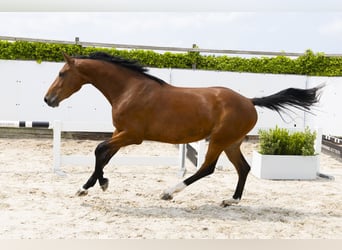 KWPN, Giumenta, 3 Anni, 167 cm, Baio