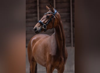 KWPN, Giumenta, 3 Anni, 167 cm, Baio scuro