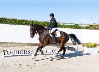 KWPN, Giumenta, 3 Anni, 167 cm, Baio scuro