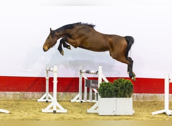 KWPN, Giumenta, 3 Anni, 167 cm