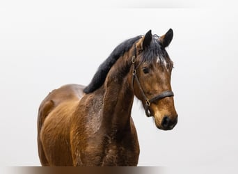 KWPN, Giumenta, 3 Anni, 167 cm