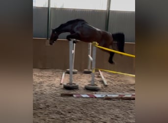 KWPN, Giumenta, 3 Anni, 168 cm, Baio