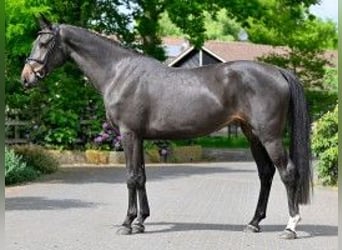 KWPN, Giumenta, 3 Anni, 168 cm