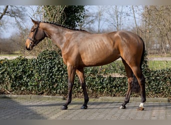 KWPN, Giumenta, 3 Anni, 168 cm