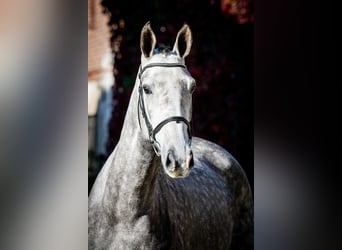 KWPN, Giumenta, 3 Anni, 168 cm, Grigio pezzato