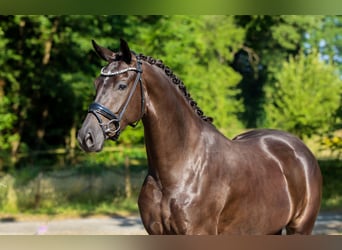 KWPN, Giumenta, 3 Anni, 168 cm, Morello