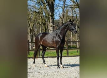 KWPN, Giumenta, 3 Anni, 168 cm, Morello