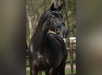 KWPN, Giumenta, 3 Anni, 168 cm, Morello