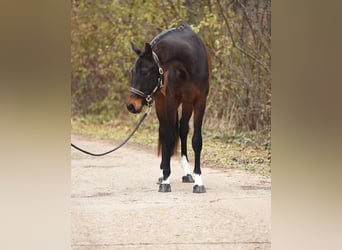 KWPN, Giumenta, 3 Anni, 169 cm, Baio