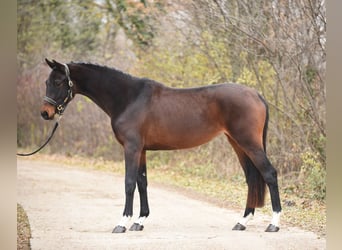 KWPN, Giumenta, 3 Anni, 169 cm, Baio