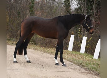 KWPN, Giumenta, 3 Anni, 169 cm, Baio