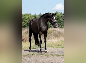 KWPN, Giumenta, 3 Anni, 169 cm, Baio scuro