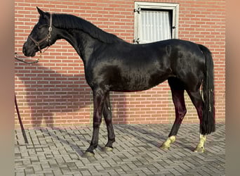 KWPN, Giumenta, 3 Anni, 169 cm, Morello