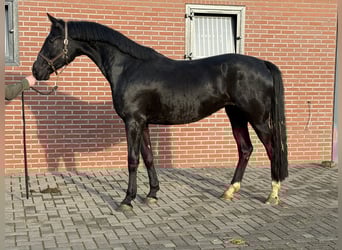 KWPN, Giumenta, 3 Anni, 169 cm, Morello