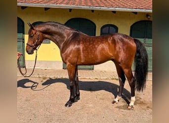 KWPN, Giumenta, 3 Anni, 170 cm, Baio