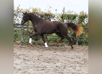 KWPN, Giumenta, 3 Anni, 171 cm, Sauro scuro