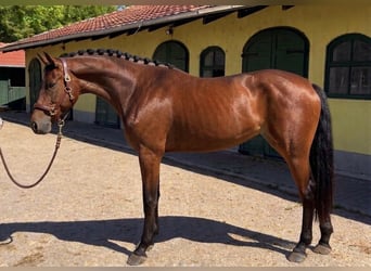 KWPN, Giumenta, 3 Anni, 172 cm, Baio