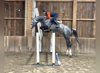 KWPN, Giumenta, 3 Anni, 172 cm, Grigio